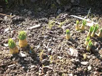 Garten April 2009 002.webp