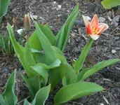SA500267.webp