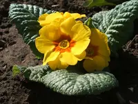 Kleingarten 009.webp