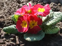 Kleingarten 010.webp