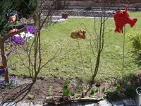 fische1.webp