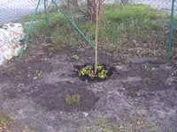 Garten 031.webp