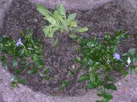 Garten 032.webp
