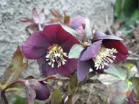 CIMG0590.webp