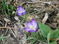 CIMG0592.webp
