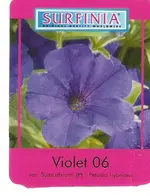 sulfinia fürs haus violet_600x600_45KB.webp
