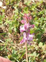 Kleingarten02.04.09 006.webp