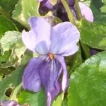 Kopie von Kleingarten02.04.09 008.webp