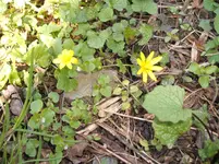 Kleingarten02.04.09 011.webp