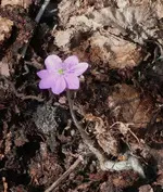 P1040120_511_600.webp