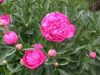 Pfingstrosen.webp