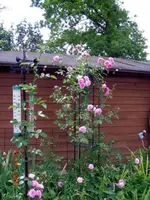 13.06.08 Garten 013.webp