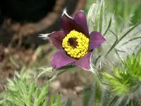 CIMG5177.webp