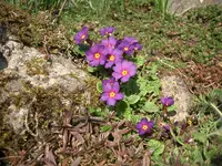 CIMG5176.webp