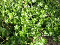 CIMG5174.webp