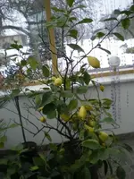 Zitronenbaum 002_600x600_45KB.webp