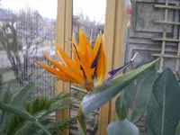 Strelizien_600x600_45KB.webp