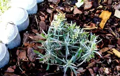 lavendel.webp
