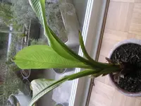 DSCN4326.webp