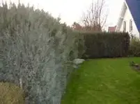 Thuja1.webp