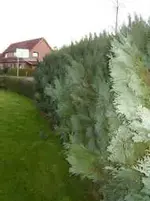 Thuja2.webp
