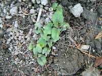 IMG_1457.webp