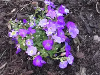 Garten 035.webp