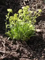 Garten 036.webp