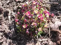Garten 037.webp