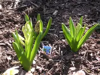 Garten 038.webp