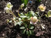 Garten 039.webp