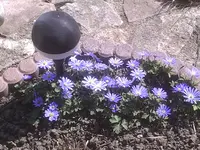 Anemonen3.webp