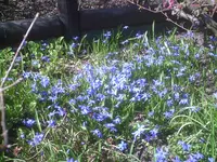 Blausternchen.webp