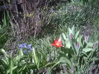 Wildtulpen.webp