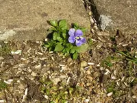 Wild aufgekommenes Hornveilchen.webp