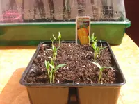 Paprika 4.4.09 002.webp