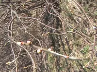 DSC00179.webp
