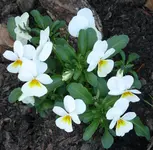 P1040202.webp