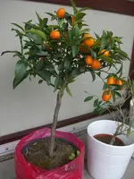 (02)_Kumquat_600x800.webp
