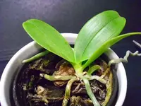 PhalaenopsisKind.webp