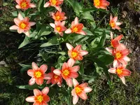 0005.webp