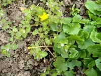 Apr_5.webp