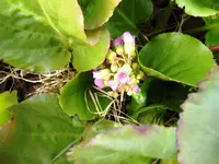 DSCF2522.webp
