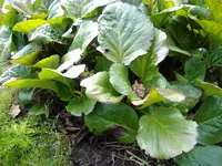 DSCF2523.webp