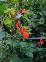 0010.webp