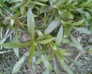 Bild027.webp