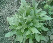 Bild032.webp
