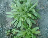 Bild029.webp