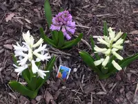 Garten 046.webp