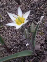 Garten 049.webp